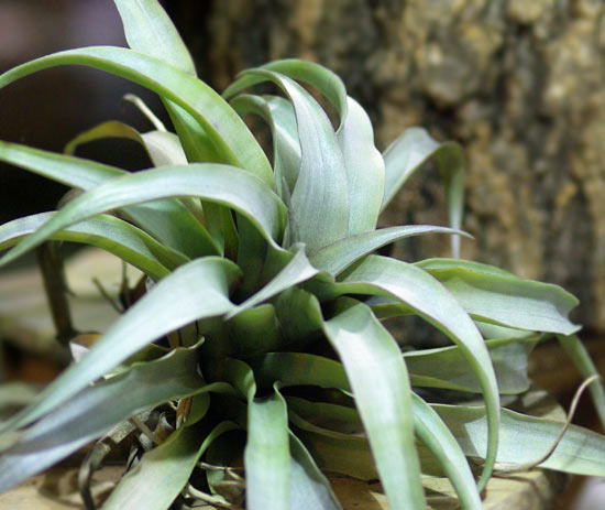 Tillandsia