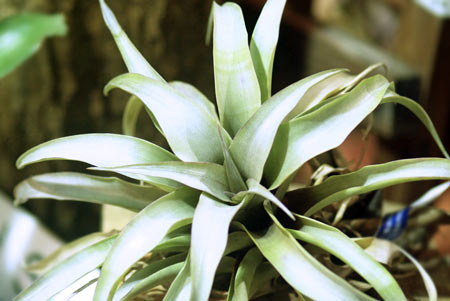 Tillandsia