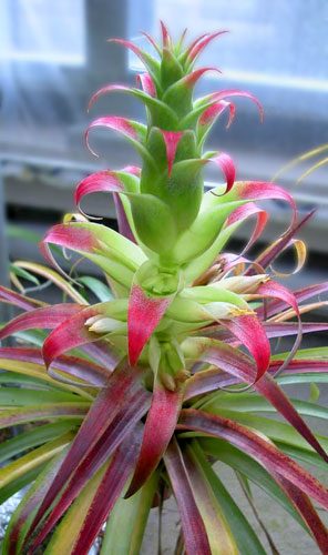 Tillandsia tillii