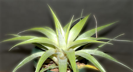 Tillandsia tillii