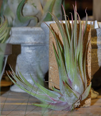 Tillandsia 'Tina Porr''