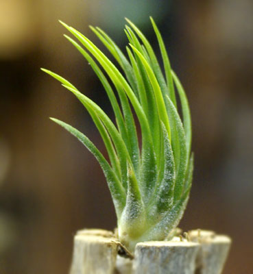 Tillandsia ionantha 'Fuego' albino