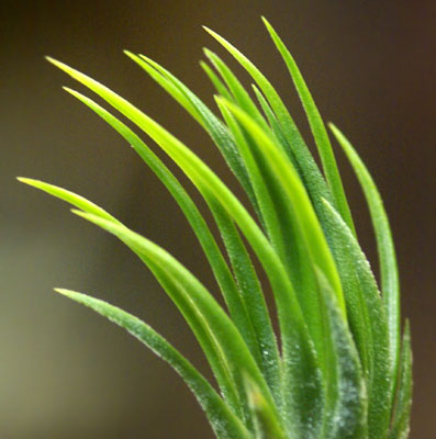 Tillandsia ionantha 'Fuego' albino