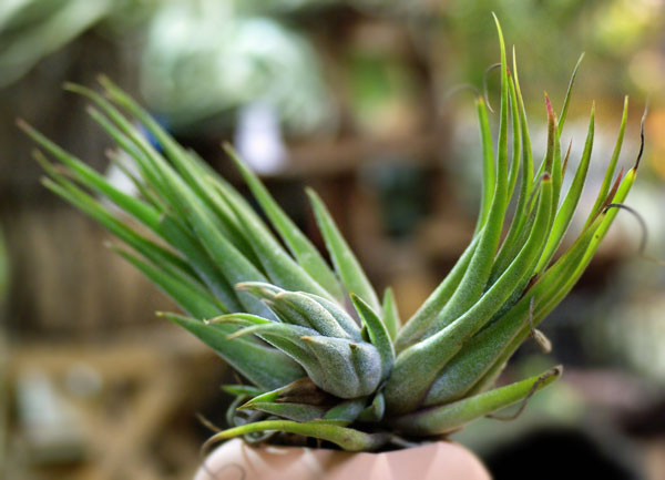 Tilllandsia ionantha 'Green