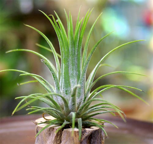 ="Tillandsia