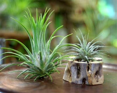 Tillandsia ionantha Honduras (Blushing Bride) チランジア