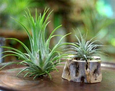 ="Tillandsia