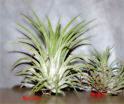 Tilllandsia ionantha var.maxima