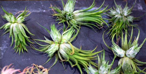 Tillandsia ionantha 'Peanuts'