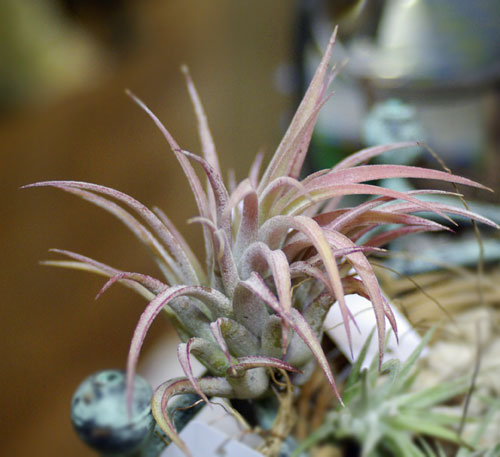 Tilllandsia ionantha var.maxima