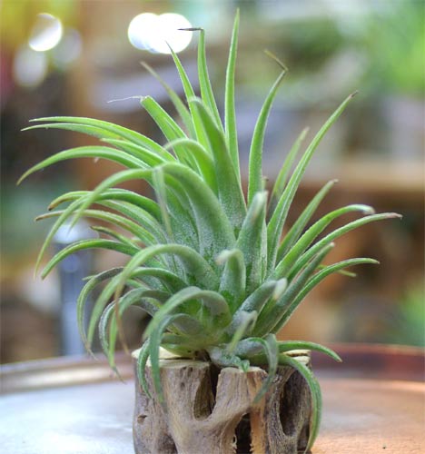 Tilllandsia ionantha var.maxima