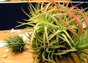 Tilllandsia ionantha var.maxima