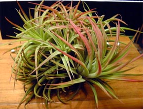 Tilllandsia ionantha var.maxima