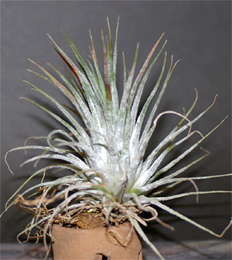 Tillandsia ionantha 'Zebrina'