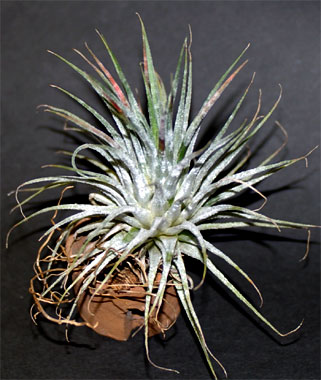 Tillandsia ionantha 'Zebrina'