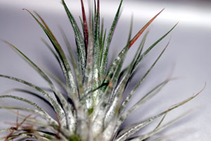 Tillandsia ionantha 'Zebrina'