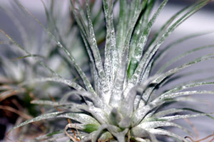 Tillandsia ionantha 'Zebrina'