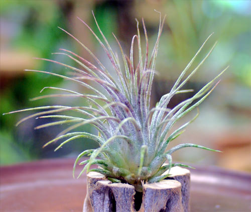 Tillandsia ionantha 'Zebrina'