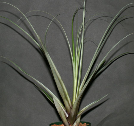 Tillandsia lampropoda
