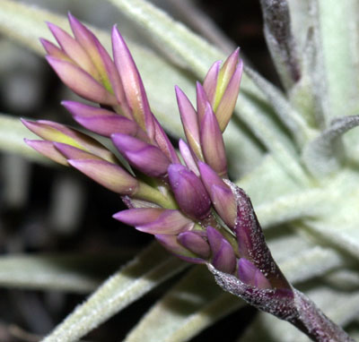 Tillandsia latifolia