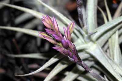 Tillandsia latifolia