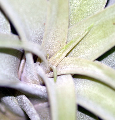 Tillandsia latifolia var.leucophylla