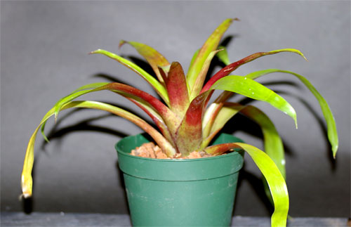 Tillandsia leiboldiana 'Orange'