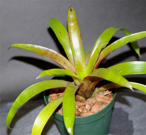 Tillandsia leiboldiana 'Orange'