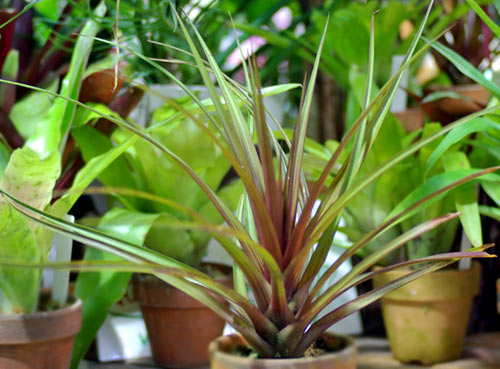 Tillandsia lindenii