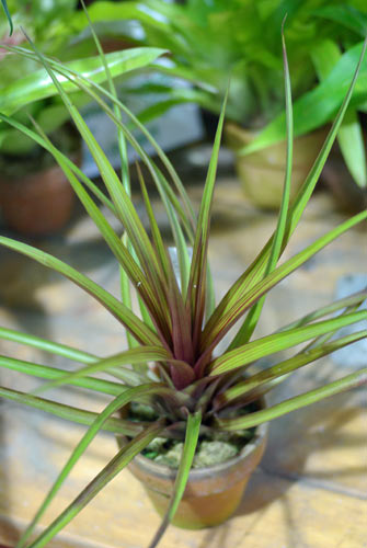 Tillandsia lindenii