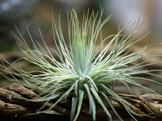 Tillandsia magnusiana