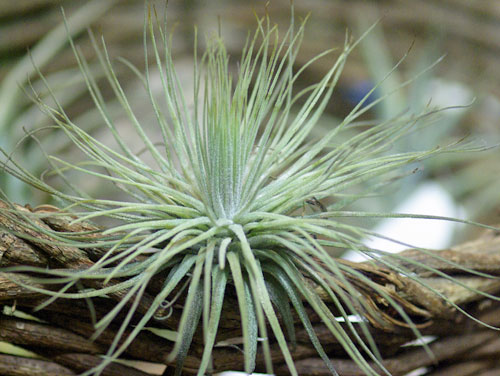 Tillandsia magnusiana