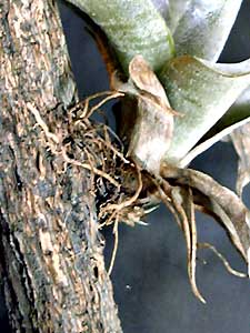 Tillandsia marnier-lapostollei