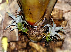 Tillandsia marnier-lapostollei