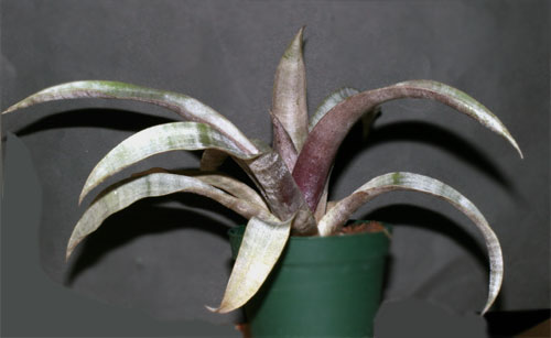 Tillandsia marnier-lapostollei