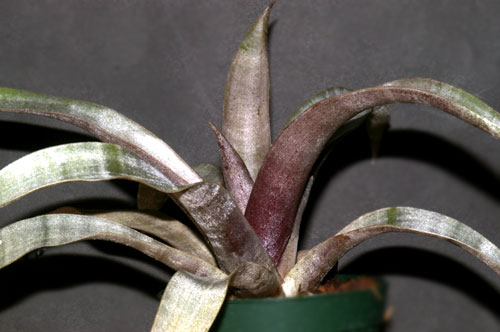 Tillandsia marnier-lapostollei