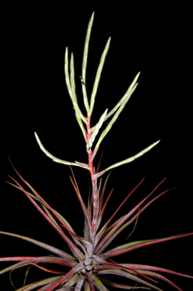 Tillandsia novakii