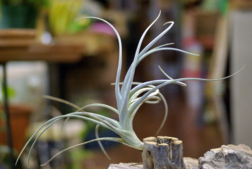 Tillandsia@toropiensis