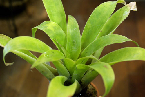 Tilllandsia pamelae