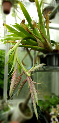 Tilllandsia pamelae