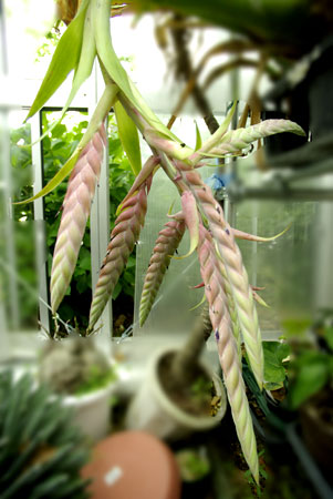 Tilllandsia pamelae