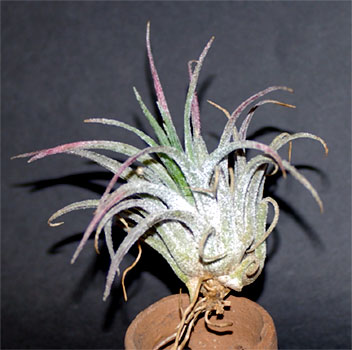 Tillandsia praschekii