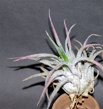 Tillandsia praschekii