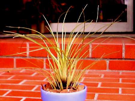 Tillandsia punctulata 'Minor'