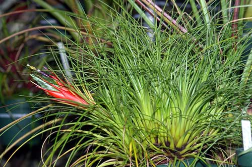 Tillandsia punctulata 'Minor'