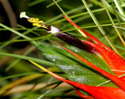 Tillandsia punctulata 'Minor'