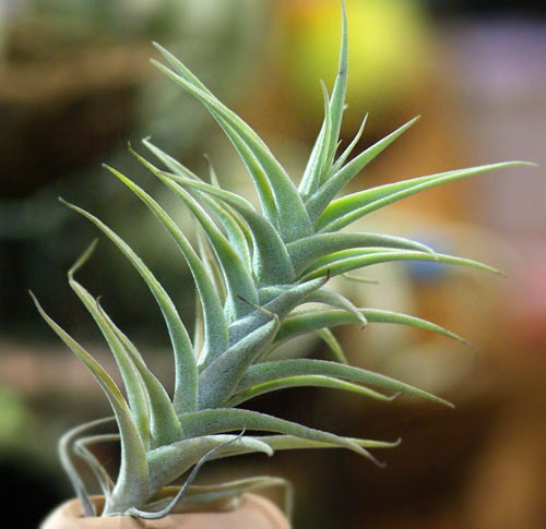 Tillandsia purpurea