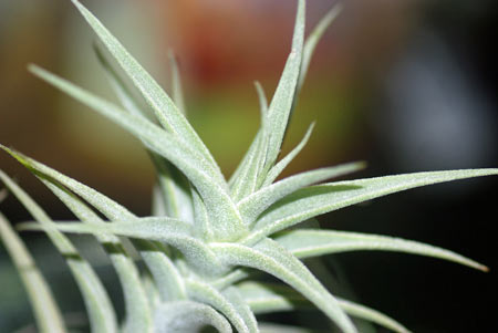 Tillandsia purpurea