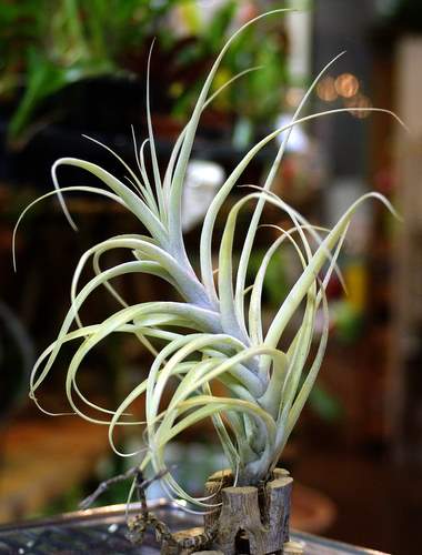 Tillandsia queroensis