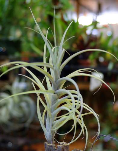 Tillandsia queroensis